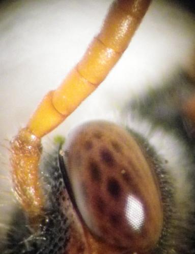 Nomada zonata